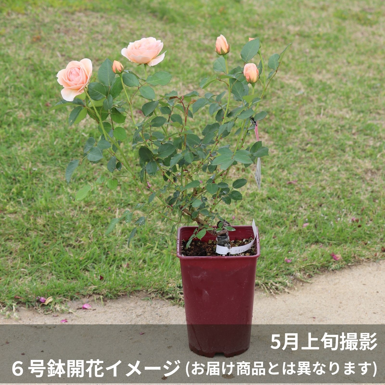 淡いアプリコット色をしたたまくしげというバラの鉢植え
