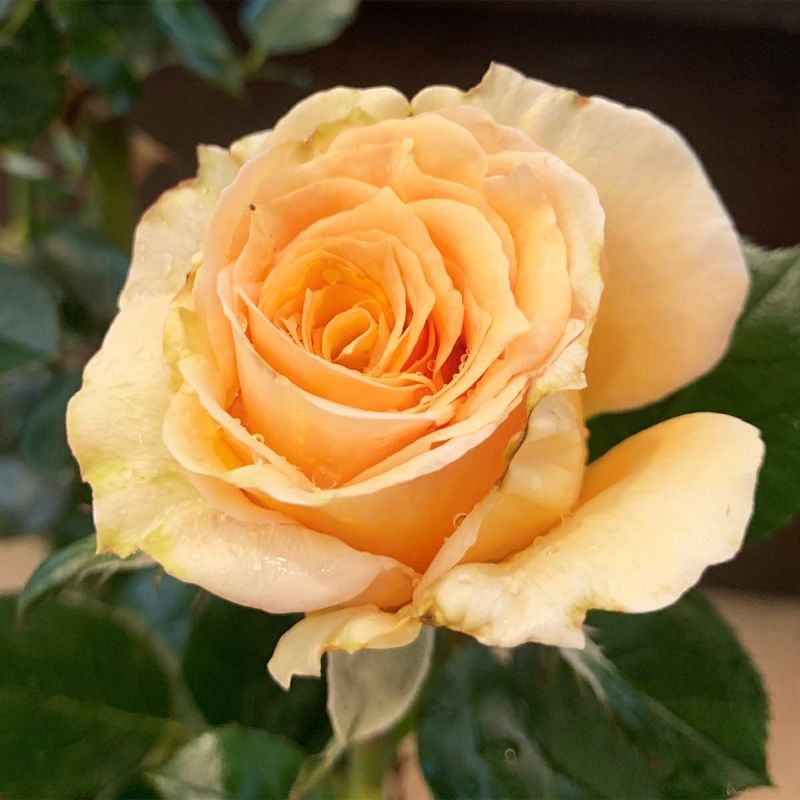 バラ ますかがみ 秋苗 大苗 黄色オレンジ系 四季咲 京阪園芸 オリジナル バラ苗 薔薇 2108 京阪園芸ガーデナーズwebショップ 本店