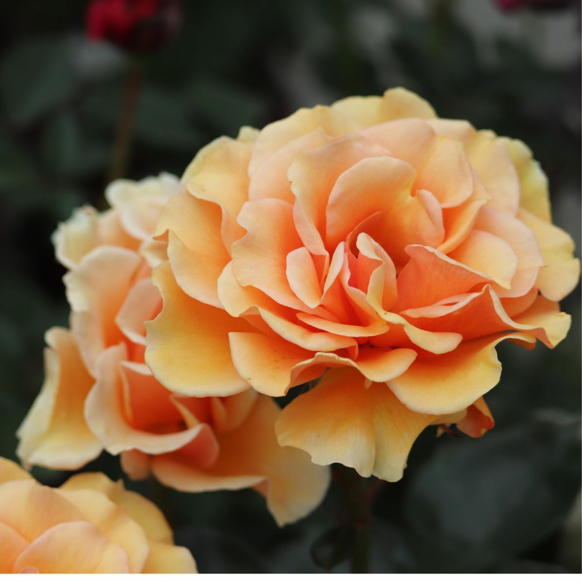 黄色オレンジ系のますかがみというバラの写真