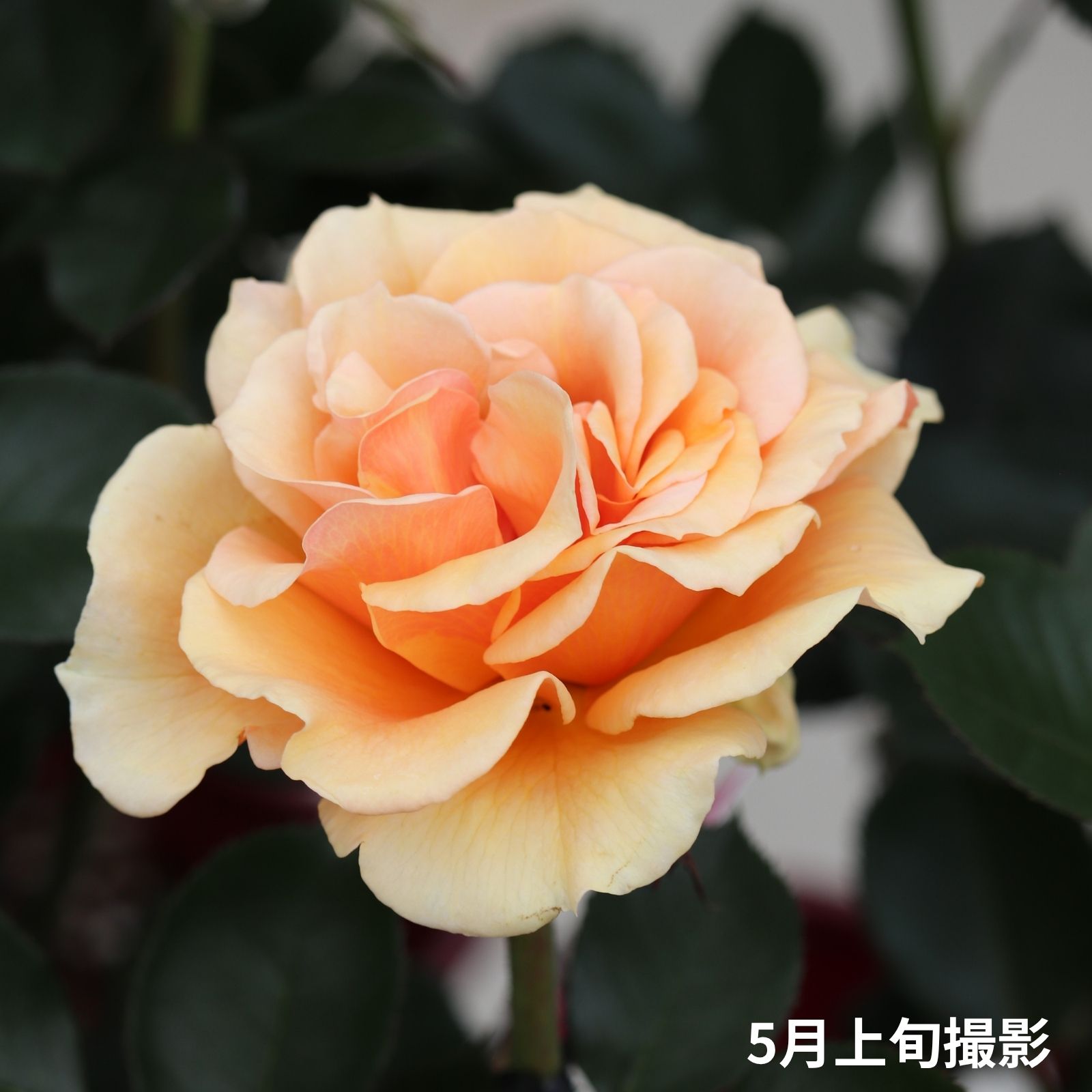 黄色オレンジ系のますかがみというバラの写真