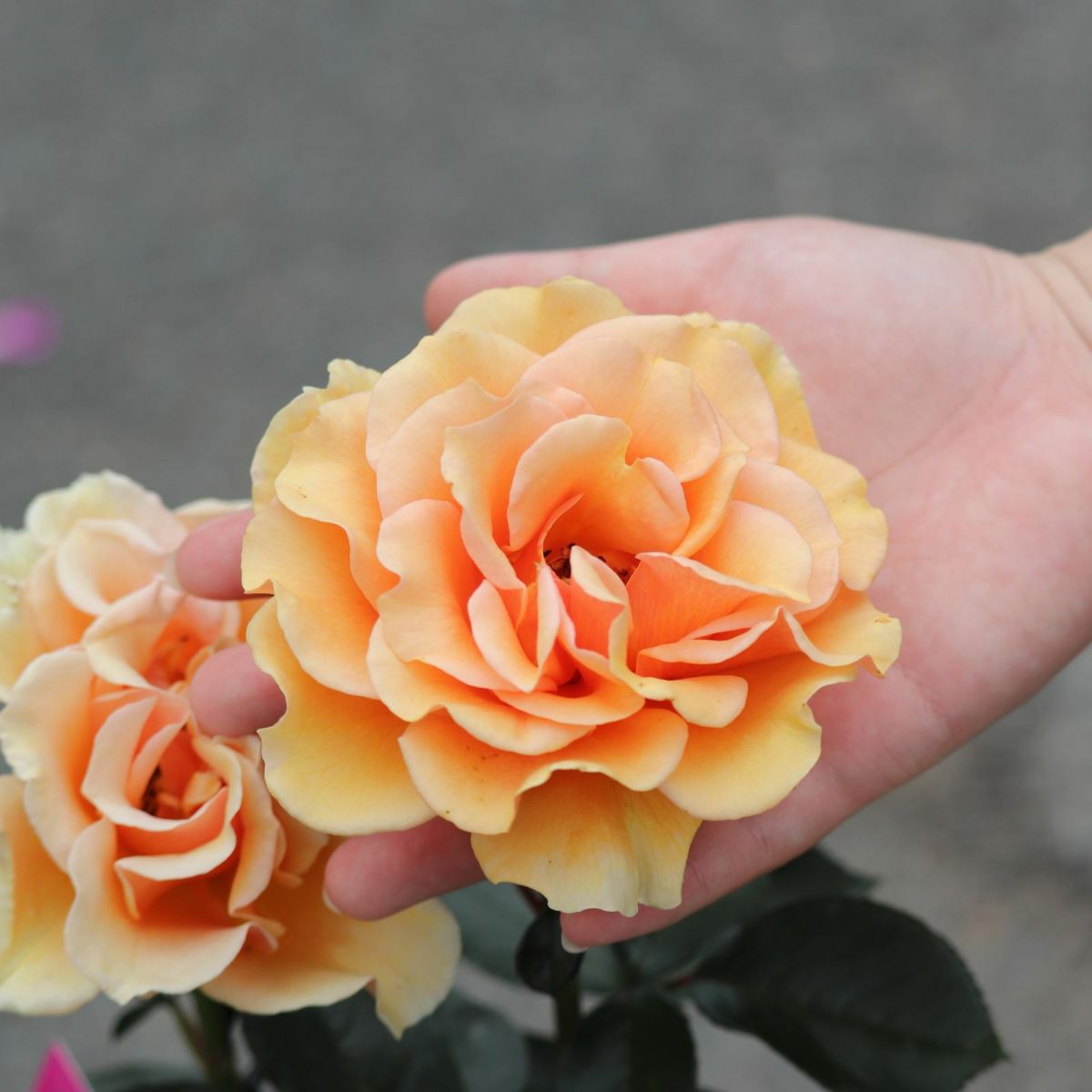 黄色オレンジ系のますかがみというバラに手を添えた写真