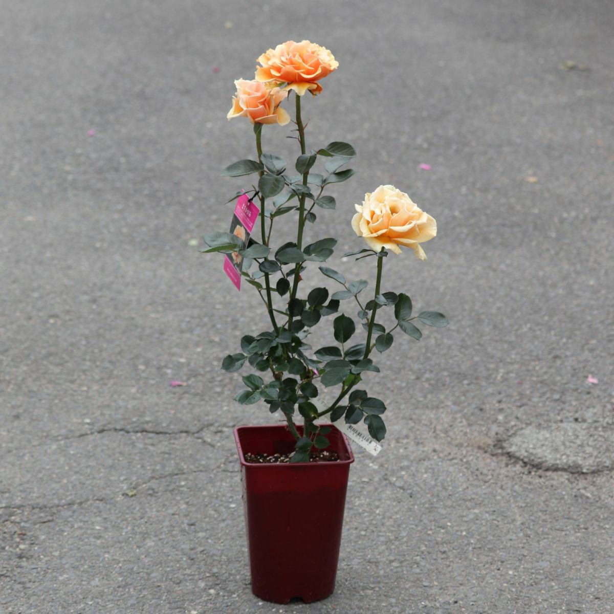 黄色オレンジ系のますかがみというバラの鉢植え