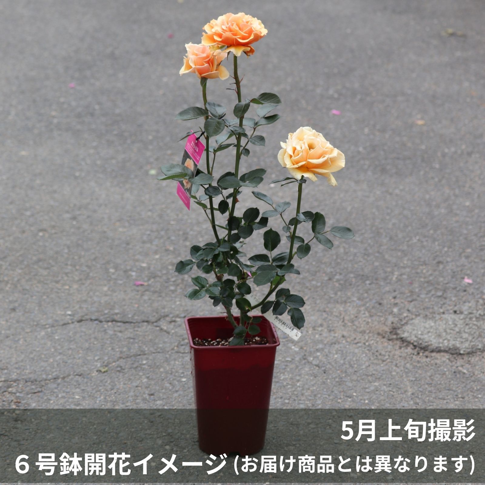 黄色オレンジ系のますかがみというバラの鉢植え