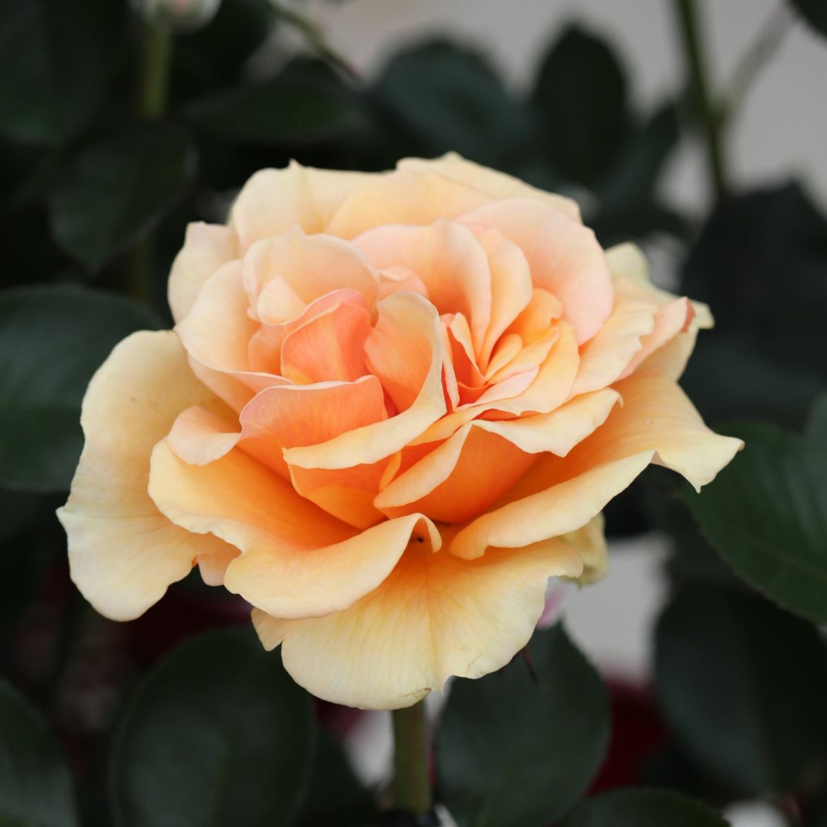 淡いアプリコット色をしたますかがみというバラの画像