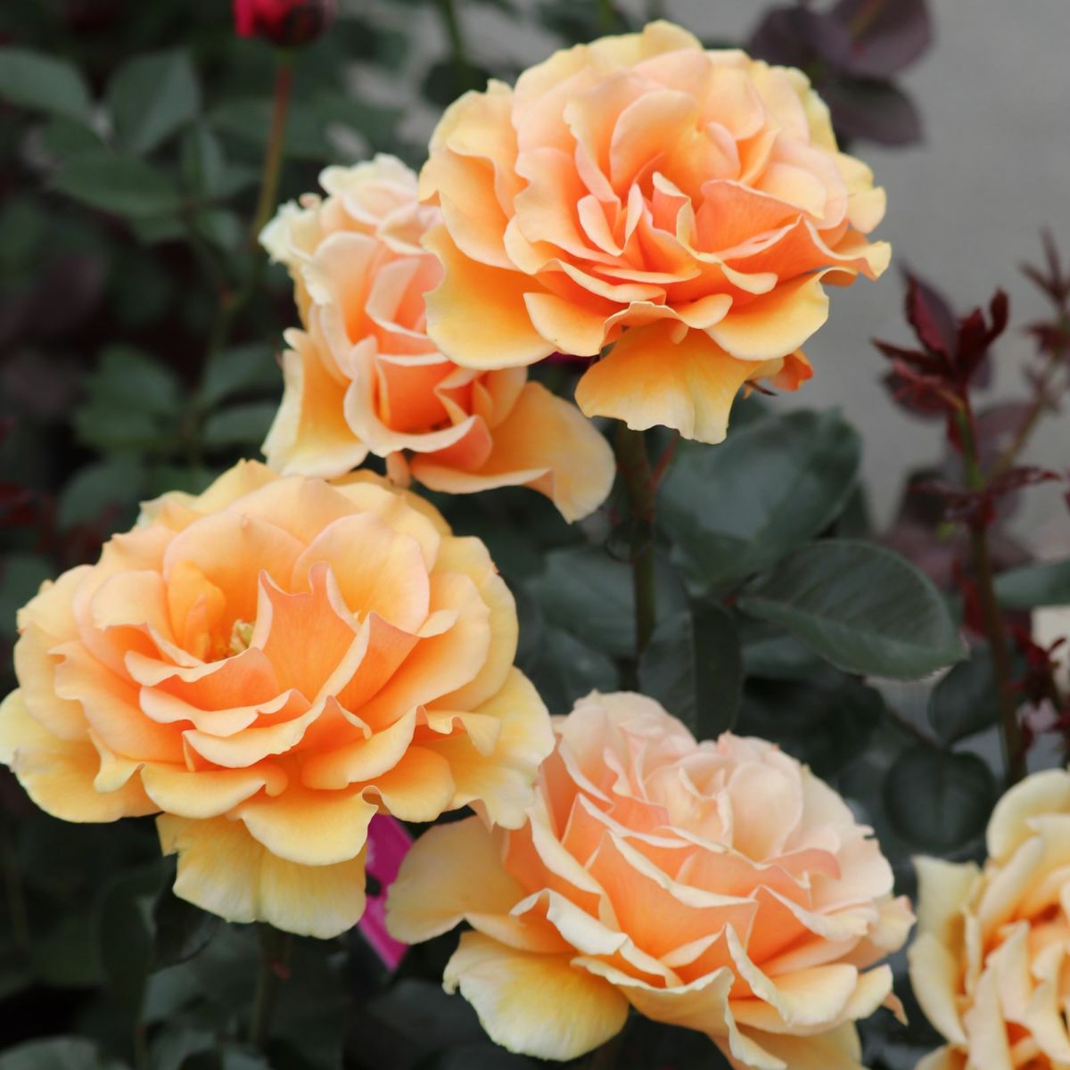 淡いアプリコット色をしたますかがみというバラの画像