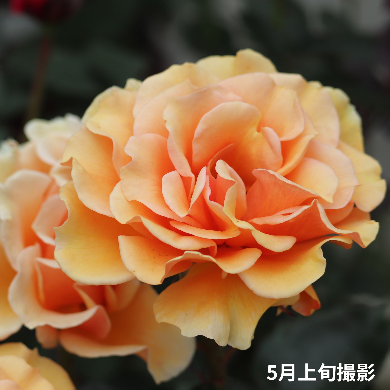 淡いアプリコット色をしたますかがみというバラの画像