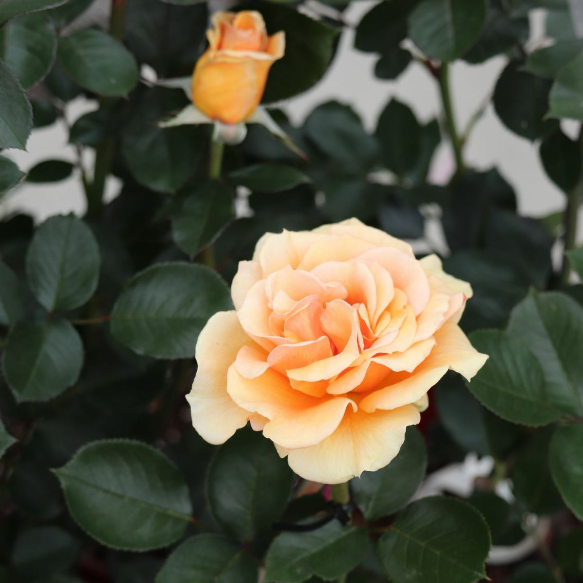 淡いアプリコット色をしたますかがみというバラの画像