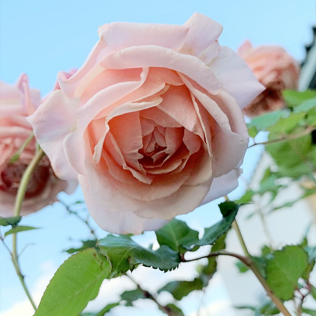 アプリコットピンク色のあきつしまというバラ