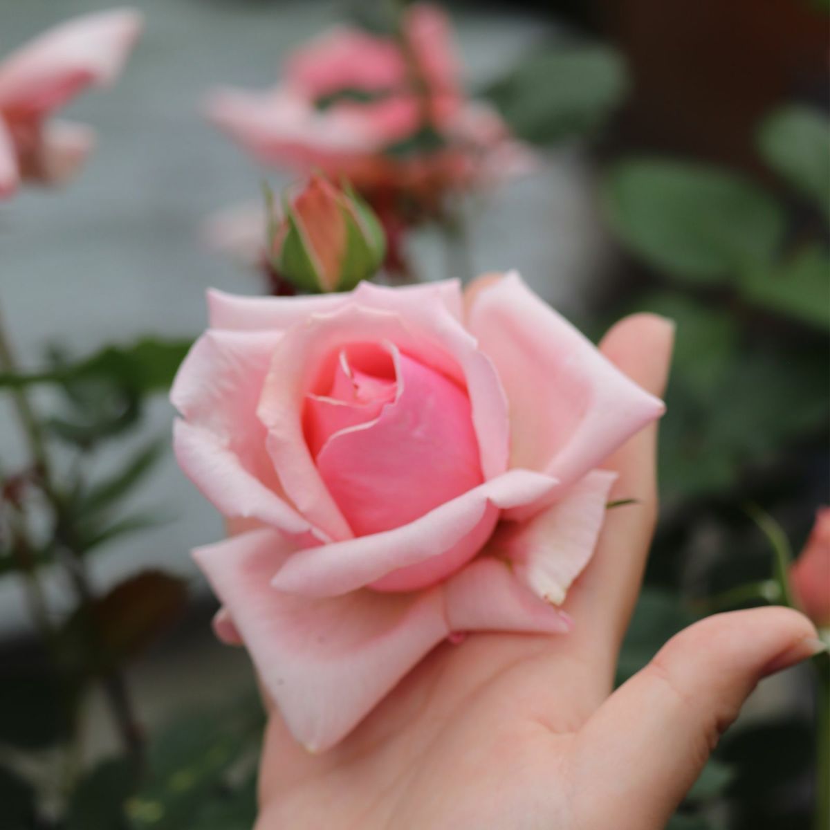 アプリコットピンク色のあきつしまというバラに手を添えている画像