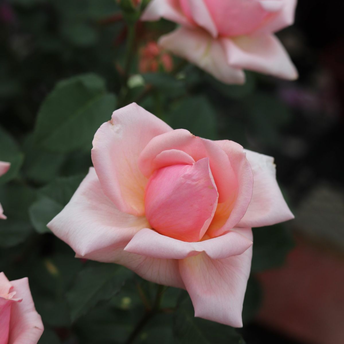 アプリコットピンク色のあきつしまというバラ