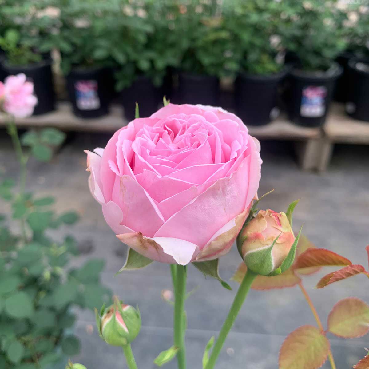 青みがかったピンク色のコントドゥラフェールというバラの画像