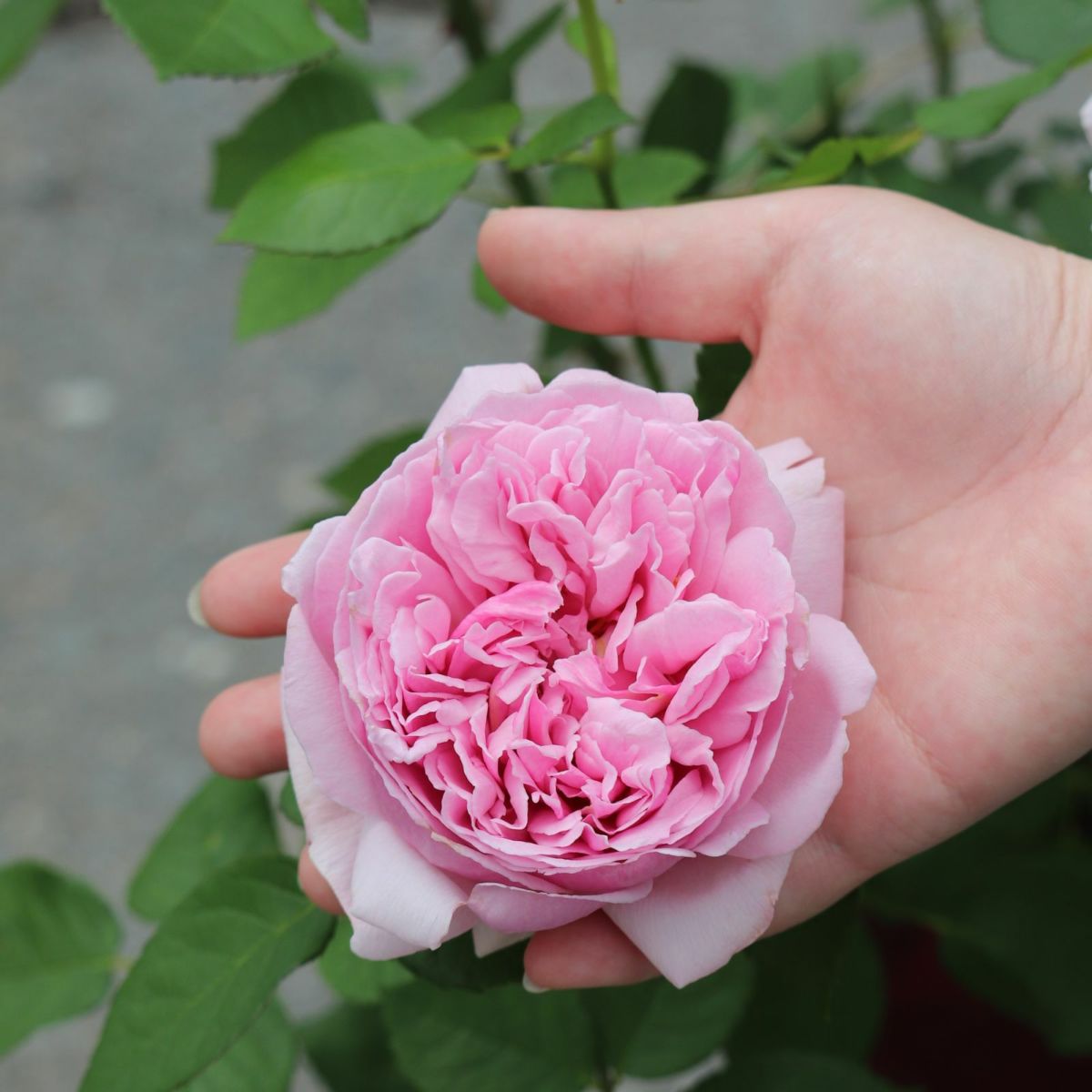 コントドゥラフェールというバラに手を添えている画像