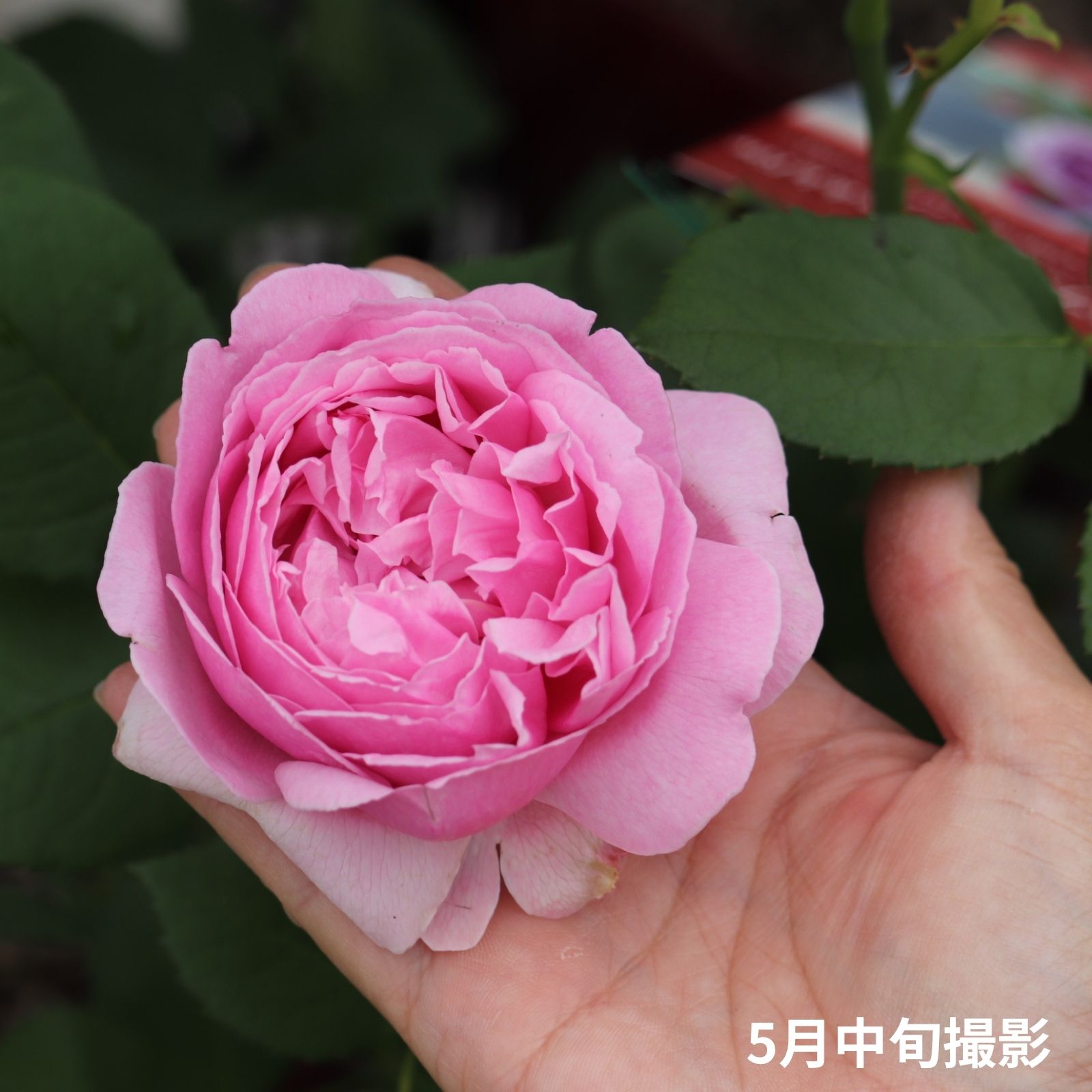 コントドゥラフェールというバラに手を添えている画像