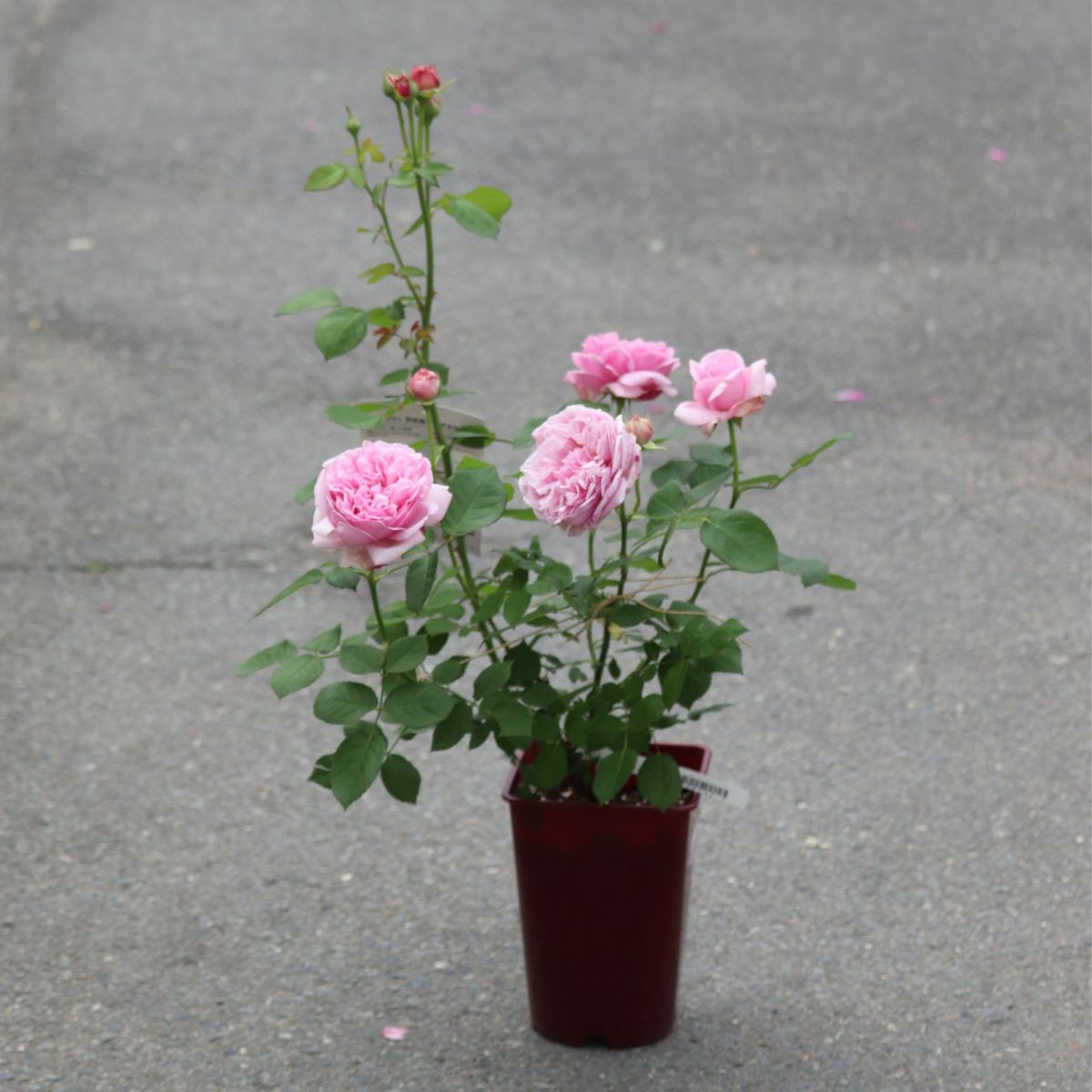 コントドゥラフェールというバラの鉢植え