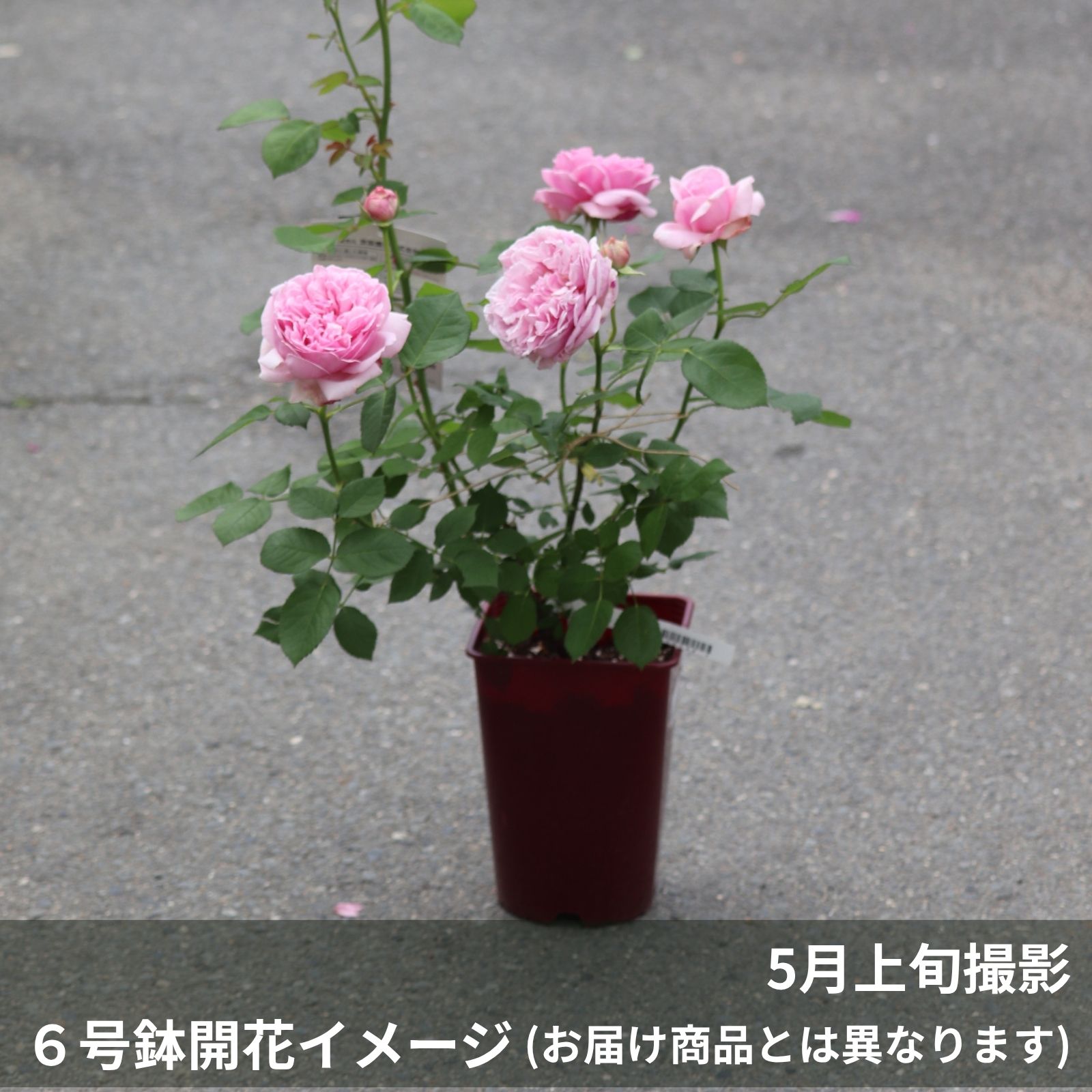 コントドゥラフェールというバラの鉢植え