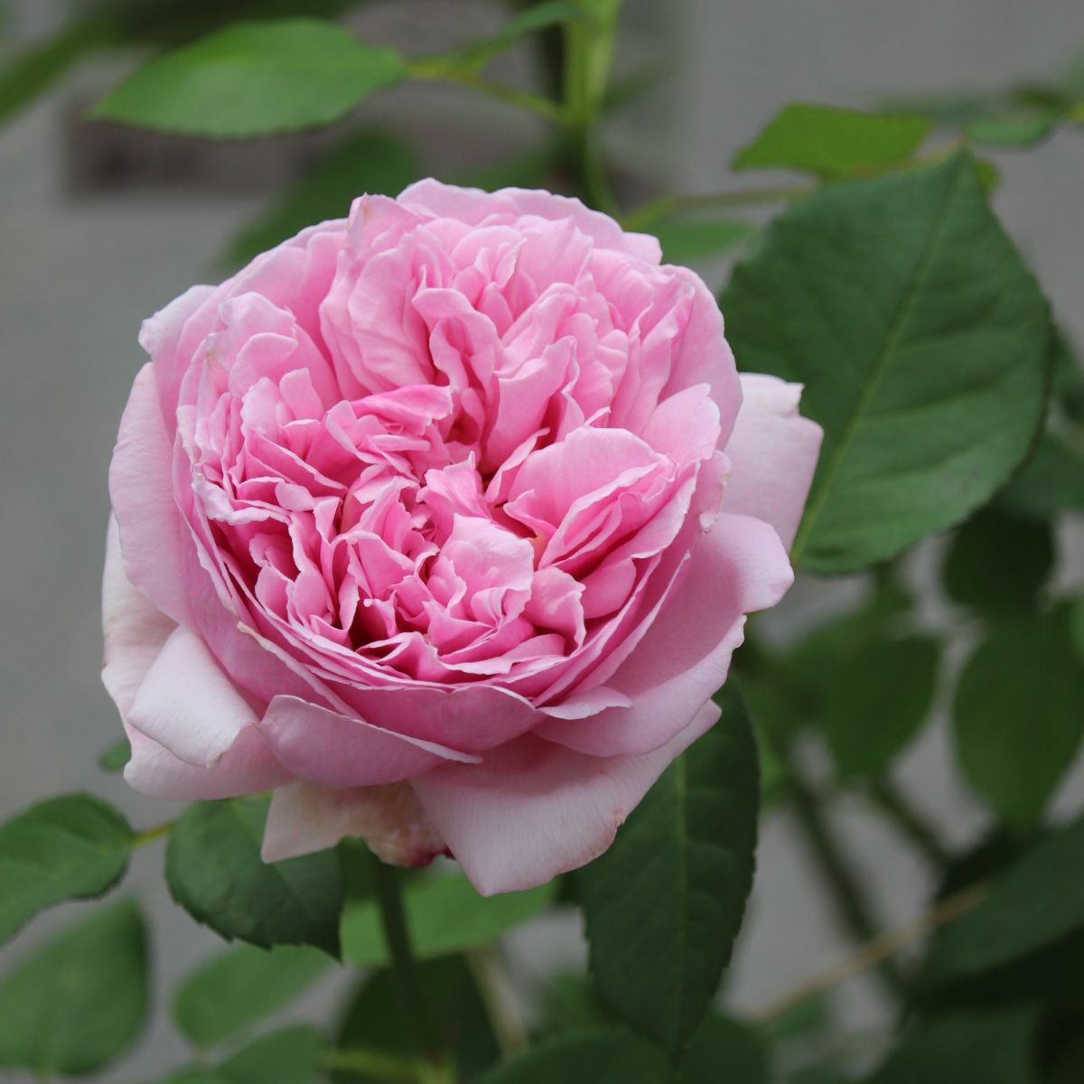 青みがかったピンク色をしたコントドゥラフェールというバラの画像