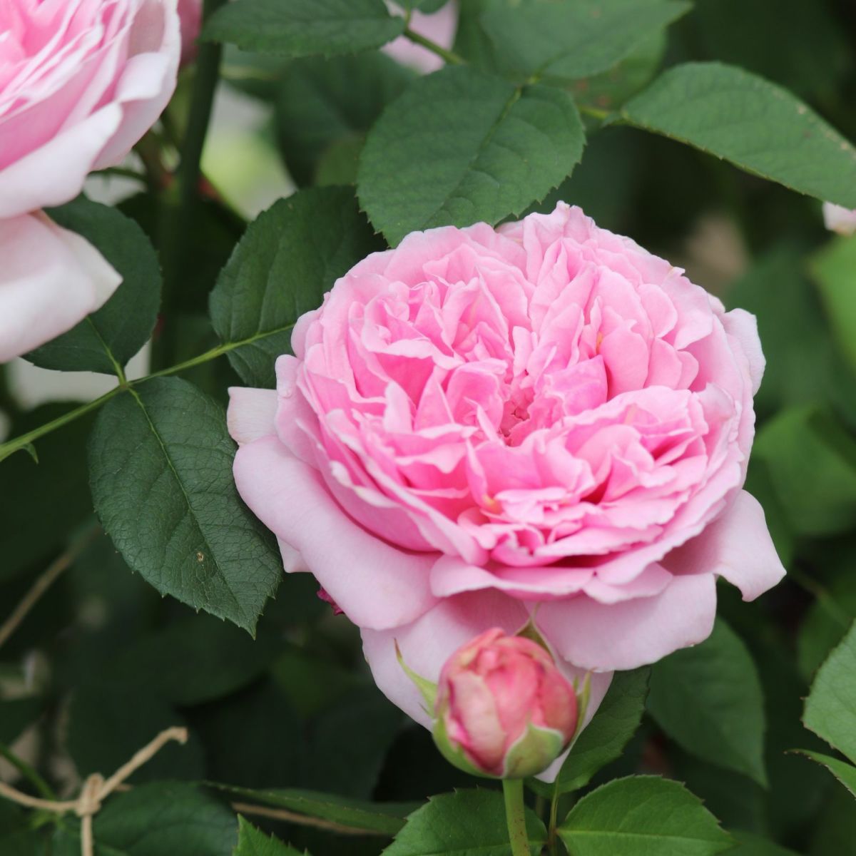 青みがかったピンク色をしたコントドゥラフェールというバラの画像