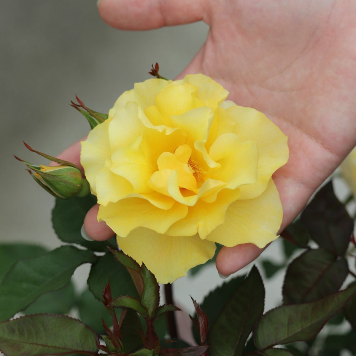 カチューシャというバラの手を添えている画像