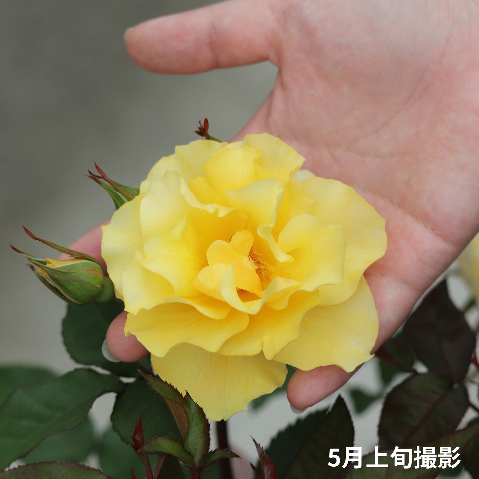 カチューシャというバラの手を添えている画像