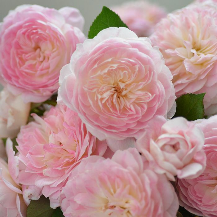 バラ苗 6号鉢 「マリーヌ」 白色 四季咲 (S) 河本バラ園 (20210716)