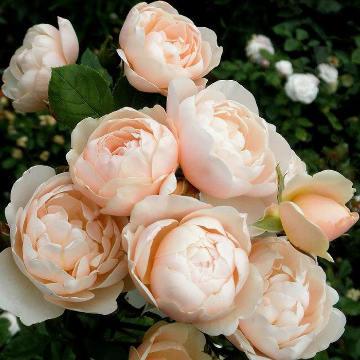 うすいピンク～アプリコット色をしたブリーズというバラの画像