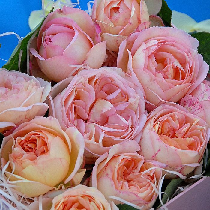 バラ 「ペッシュ ボンボン[Peche Bonvons](S)」 春苗 四季咲 デルバール バラ苗 薔薇 (202108)