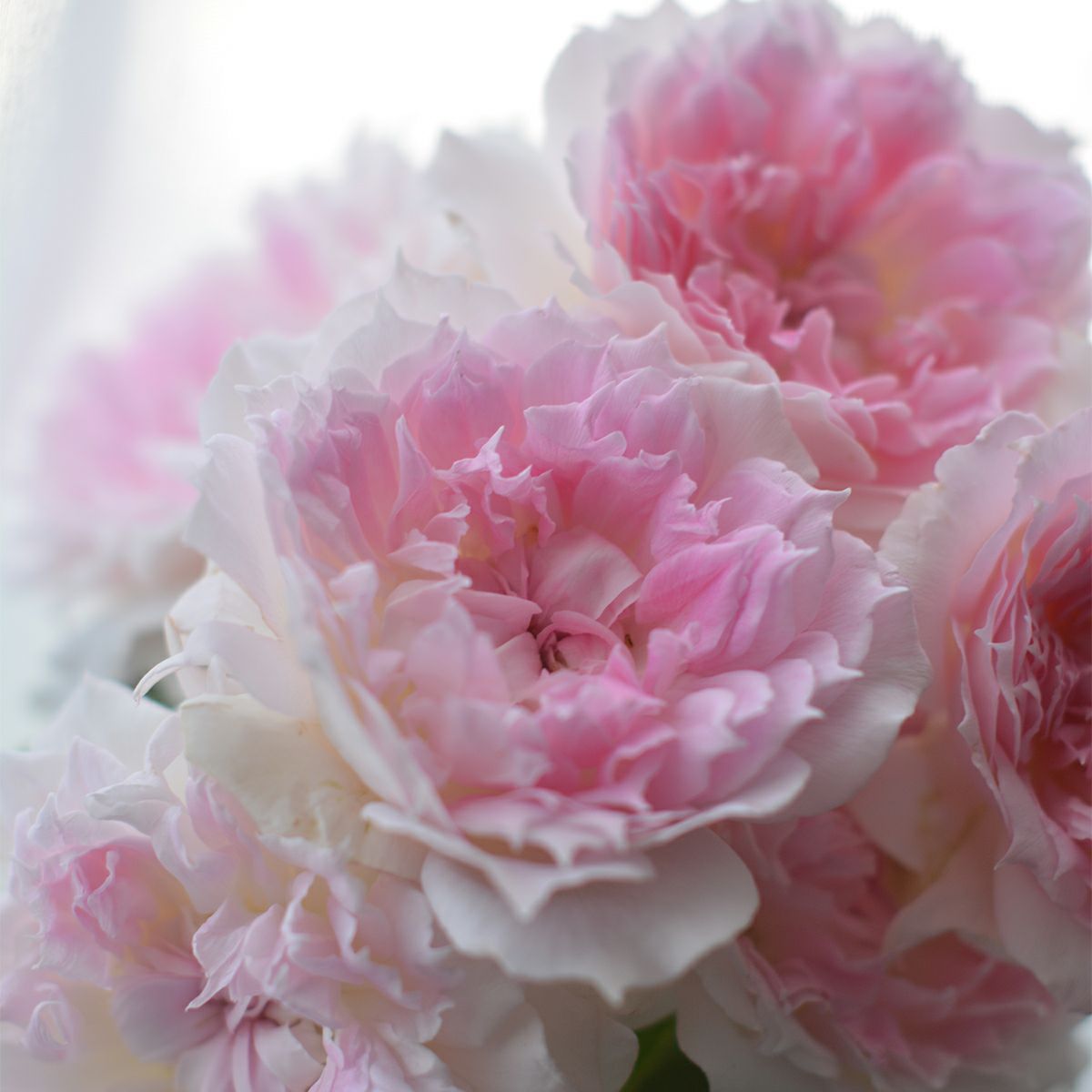 白にピンクがかる色をしたアジュールというバラの画像