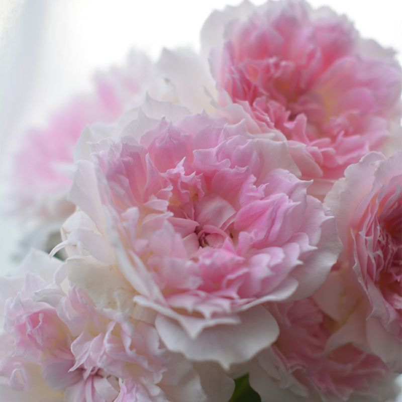 バラ 「アジュール」春苗 ピンク 四季咲 河本バラ園 ブランドローズ バラ苗 薔薇 (202108)