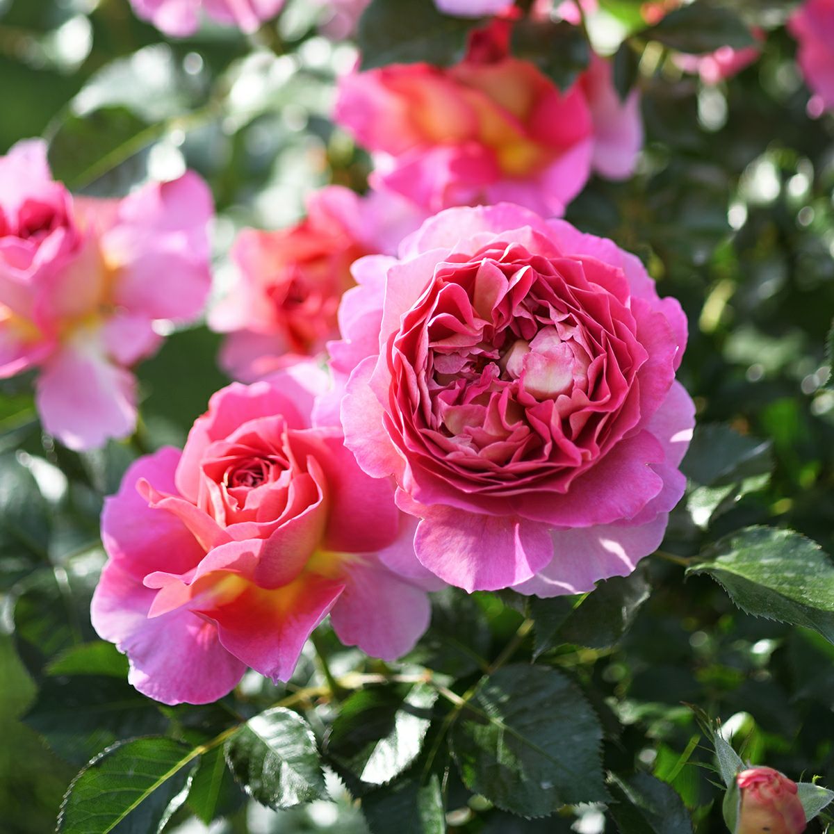 バラ 「エスプリドゥパリ」秋苗 ピンク 四季咲 デルバール ブランドローズ バラ苗 薔薇 (202108)