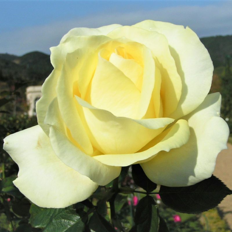  バラ 「エリナ」春苗 白色 四季咲 （H.T）ディクソン 大輪系 ポピュラーローズ バラ苗 薔薇 (202108)