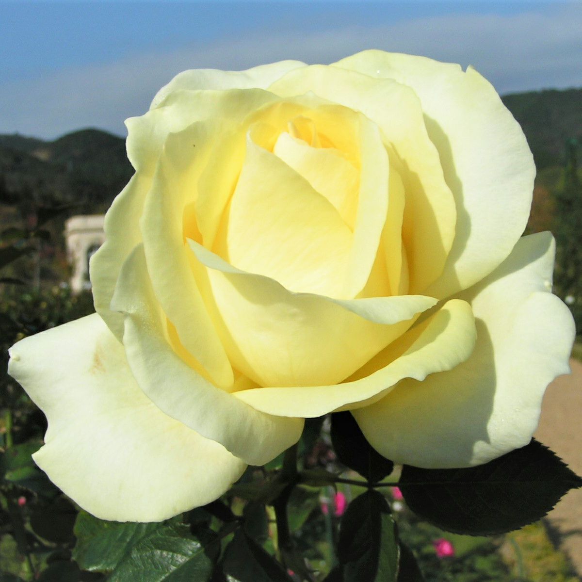  バラ 「エリナ」春苗 白色 四季咲 （H.T）ディクソン 大輪系 ポピュラーローズ バラ苗 薔薇 (202108)