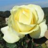  バラ 「エリナ」春苗 白色 四季咲 （H.T）ディクソン 大輪系 ポピュラーローズ バラ苗 薔薇 (202108)