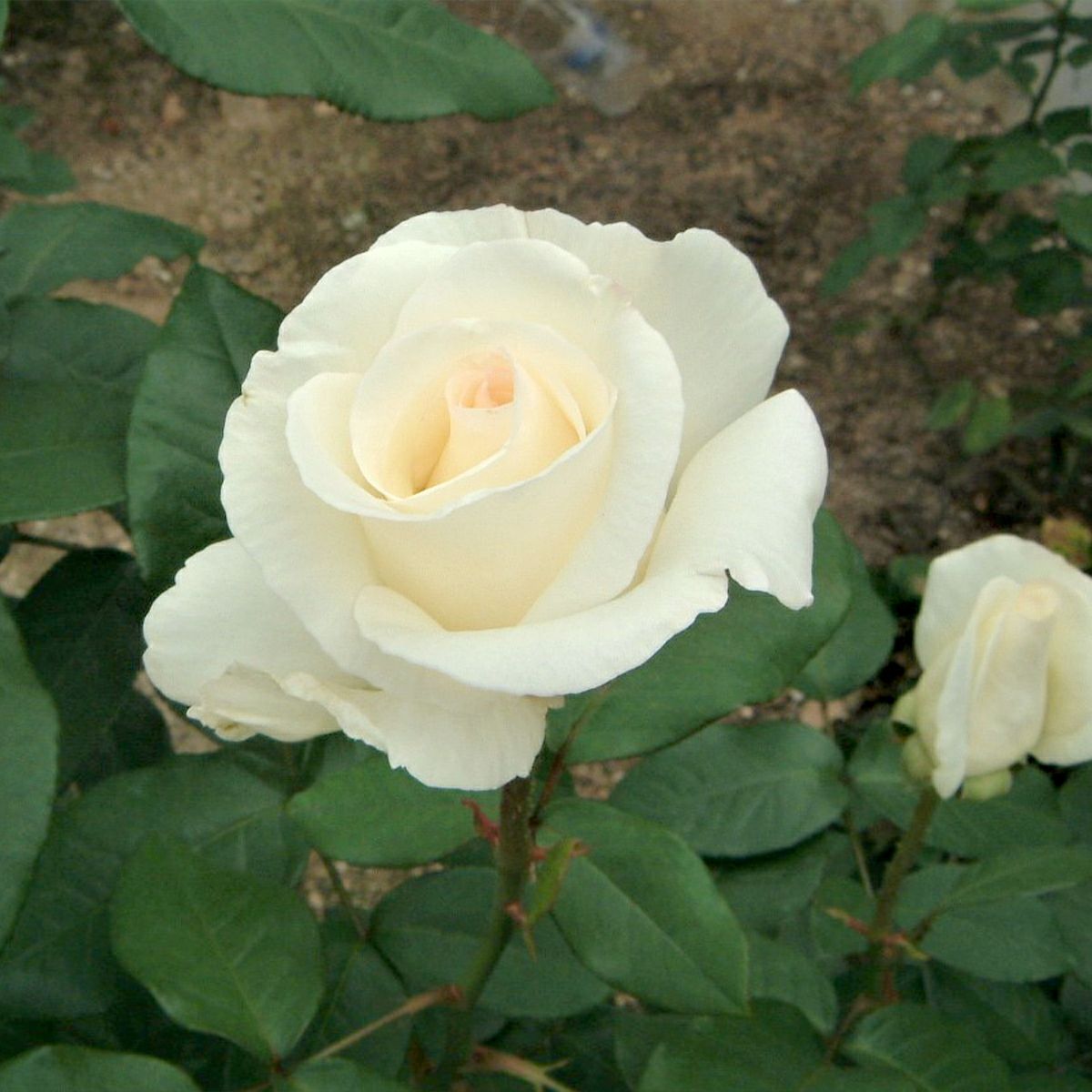 バラ 「オーナー」春苗 白色 四季咲 （H.T）ワーナー ポピュラーローズ バラ苗 薔薇 (202108)