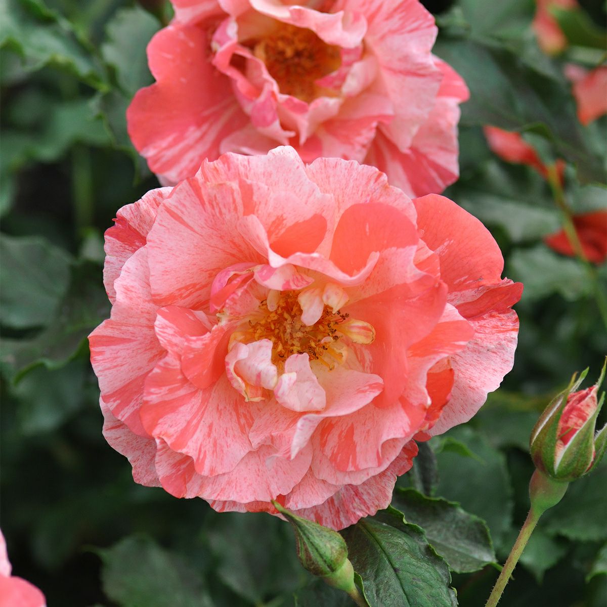 鮮やかなオレンジとクリーム色をしたグリマルディというバラの画像