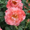 バラ 「グリマルディ」秋苗 オレンジ 絞り 四季咲 デルバール ブランドローズ バラ苗 薔薇 (202108)