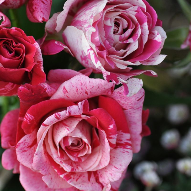 淡いピンクのフリルがかった丸弁に濃いピンクの絞りがさす個性的なクレイジートゥというバラの画像