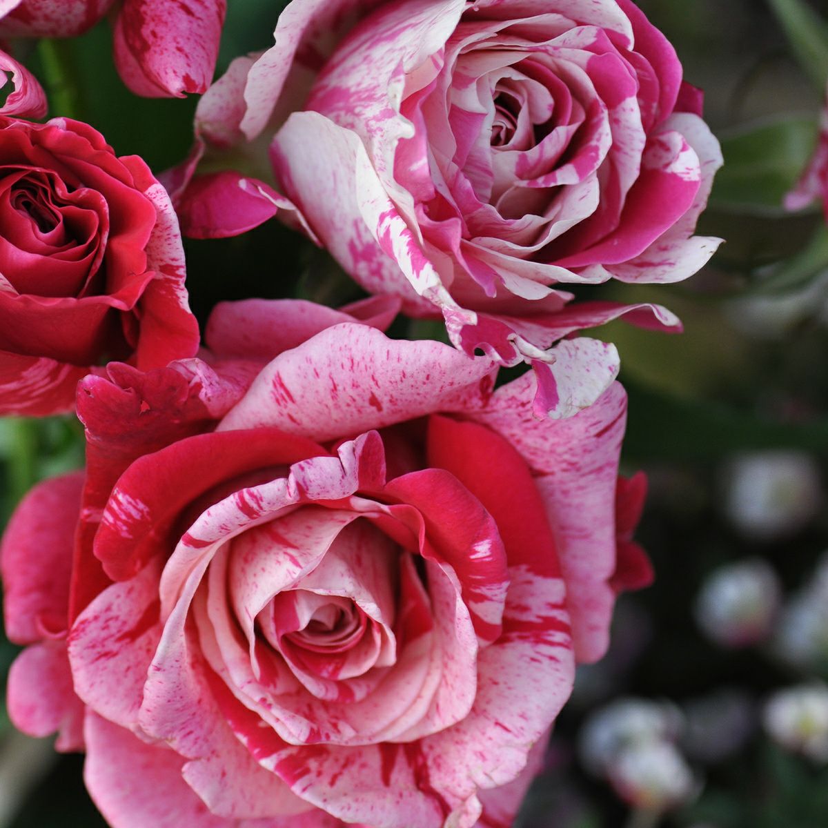 淡いピンクのフリルがかった丸弁に濃いピンクの絞りがさす個性的なクレイジートゥというバラの画像