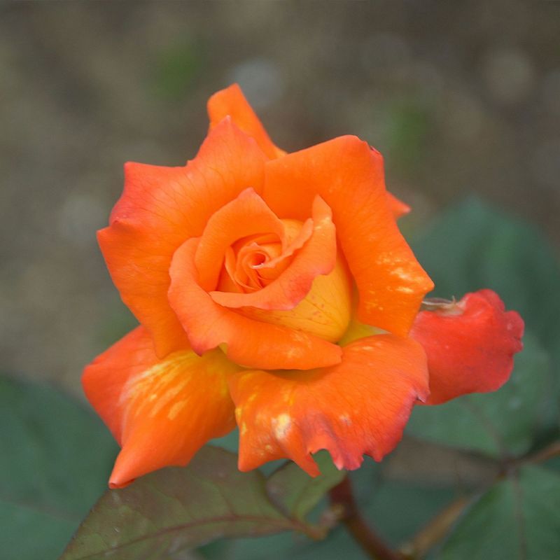 オレンジ色をした近衛(このえ)というバラの画像