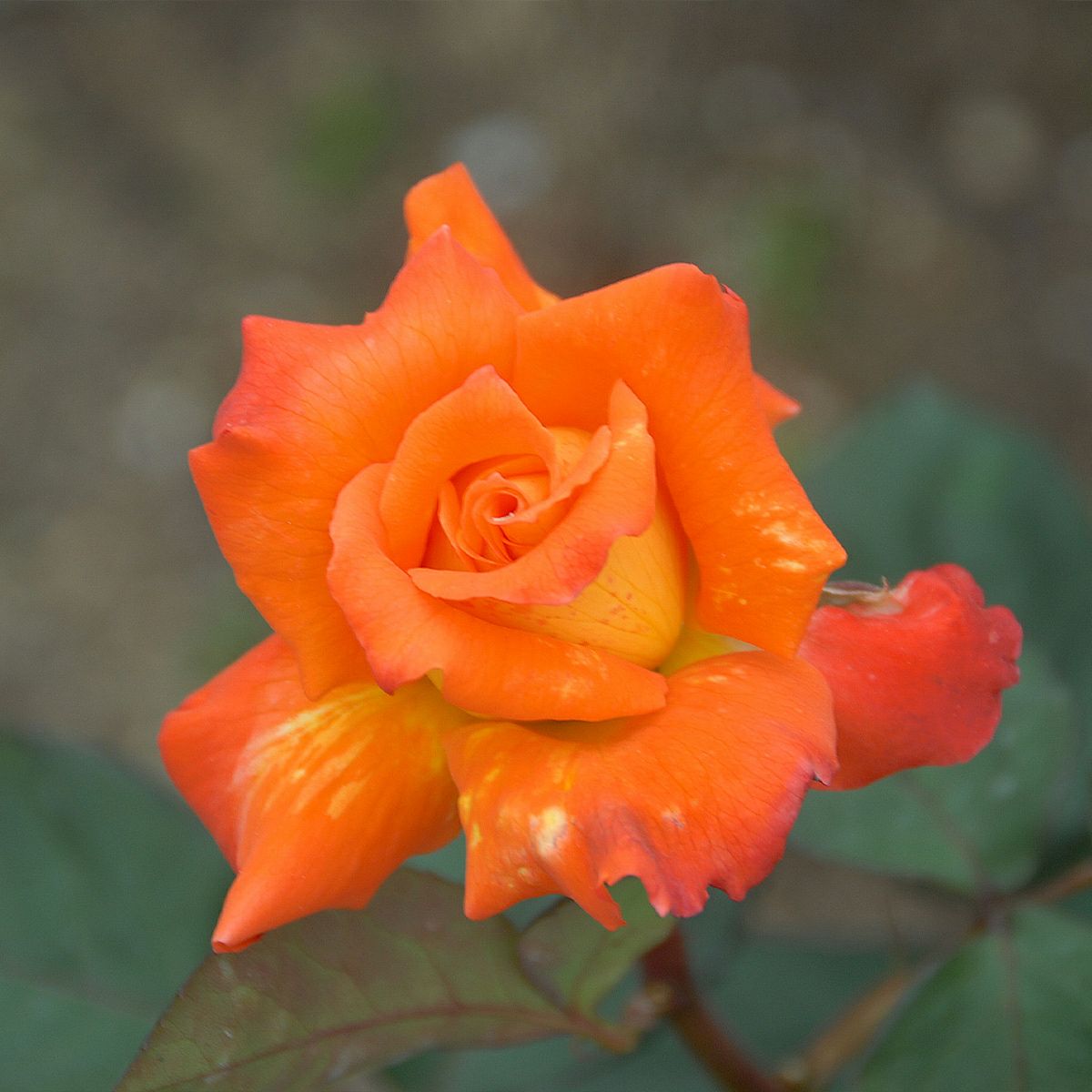 バラ 「近衛 このえ」春苗 オレンジ 四季咲 京阪園芸 オリジナル バラ苗 薔薇 (202108)