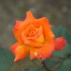 バラ 「近衛 このえ」春苗 オレンジ 四季咲 京阪園芸 オリジナル バラ苗 薔薇 (202108)