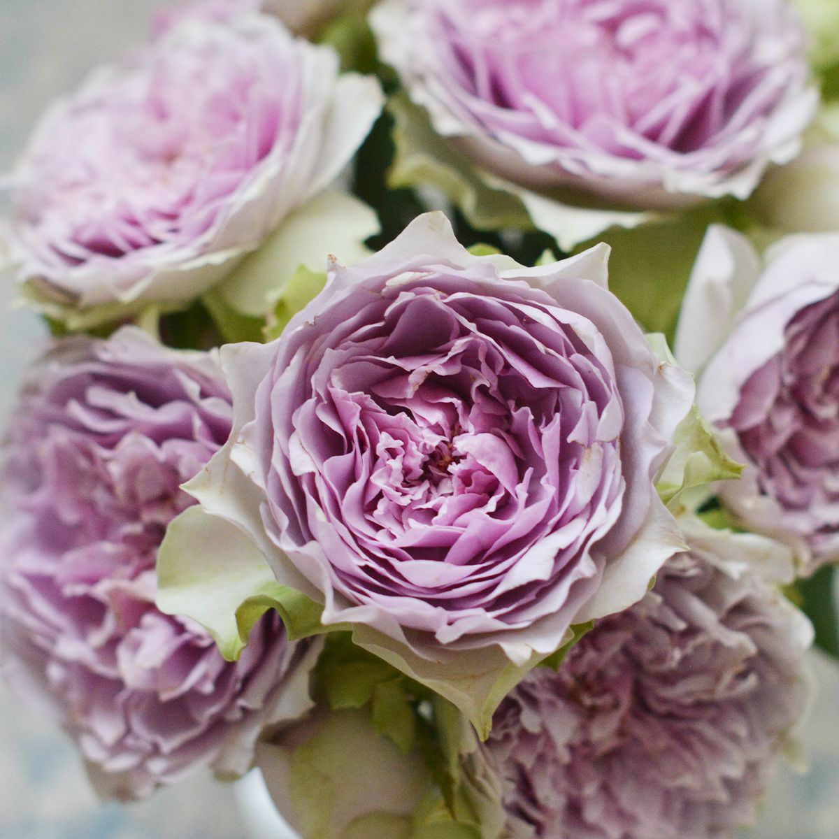 バラ 「コフレ」秋苗 紫 四季咲 河本バラ園 ブランドローズ バラ苗 薔薇 (202108)