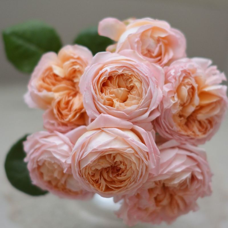 アプリコットオレンジにふんわり淡いピンク色をしたコンフィチュールというバラの画像