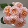 バラ 「コンフィチュール」秋苗 オレンジ 四季咲 河本バラ園 ブランドローズ バラ苗 薔薇 (202108)