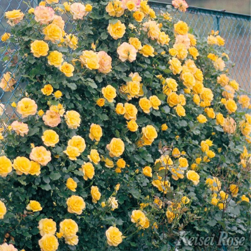バラ 「サハラ’98」春苗 黄色 四季咲 エヴァース つるバラ クライミングローズ バラ苗 薔薇 (202108)