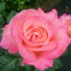  バラ 「シカゴピース」春苗 ピンク 四季咲 （H.T）ジョンソン 大輪系 ポピュラーローズ バラ苗 薔薇 (202108)