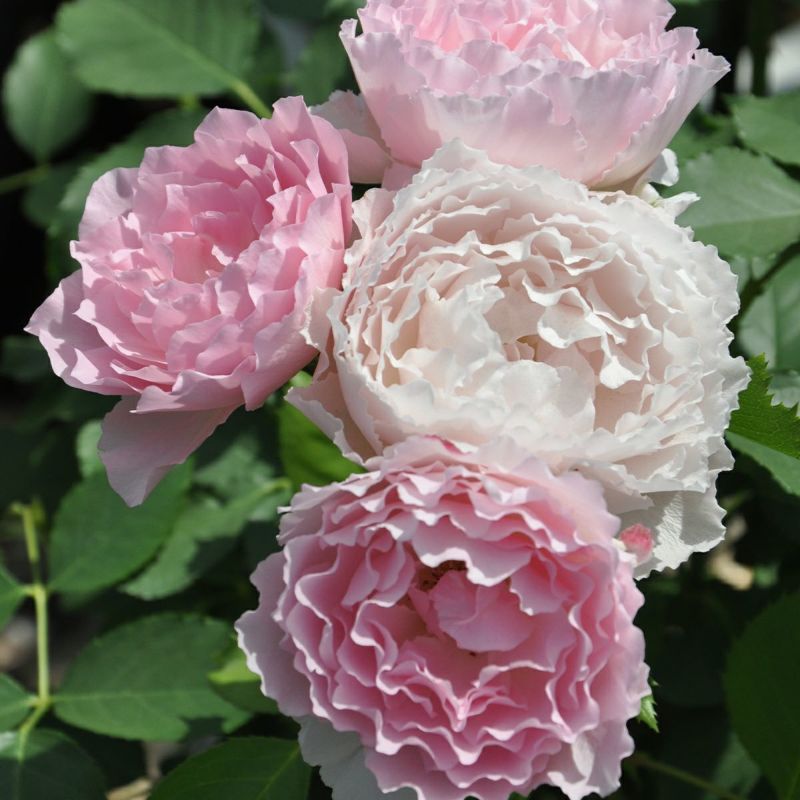 バラ 「ジャンティーユ」春苗 ピンク 四季咲 河本バラ園 ブランドローズ バラ苗 薔薇 (202108)