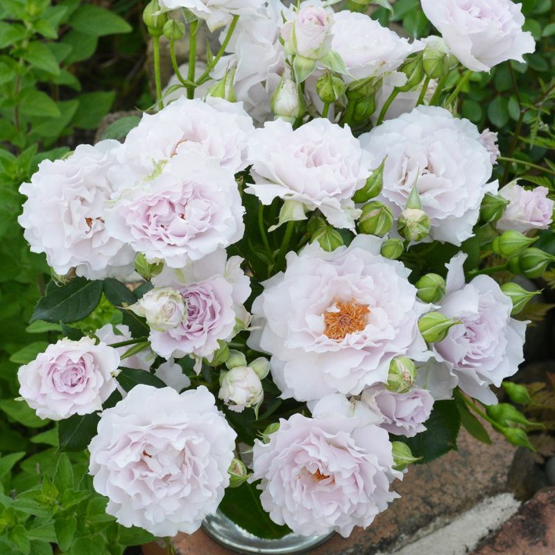  バラ 「セミニョン！」春苗 紫 四季咲 河本バラ園 ブランドローズ バラ苗 薔薇 (202108)