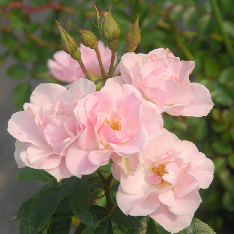 淡いピンク色をしたセレッソというバラの画像