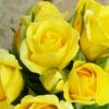 バラ 「デューン」秋苗 黄色 四季咲 デルバール ブランドローズ バラ苗 薔薇 (202108)