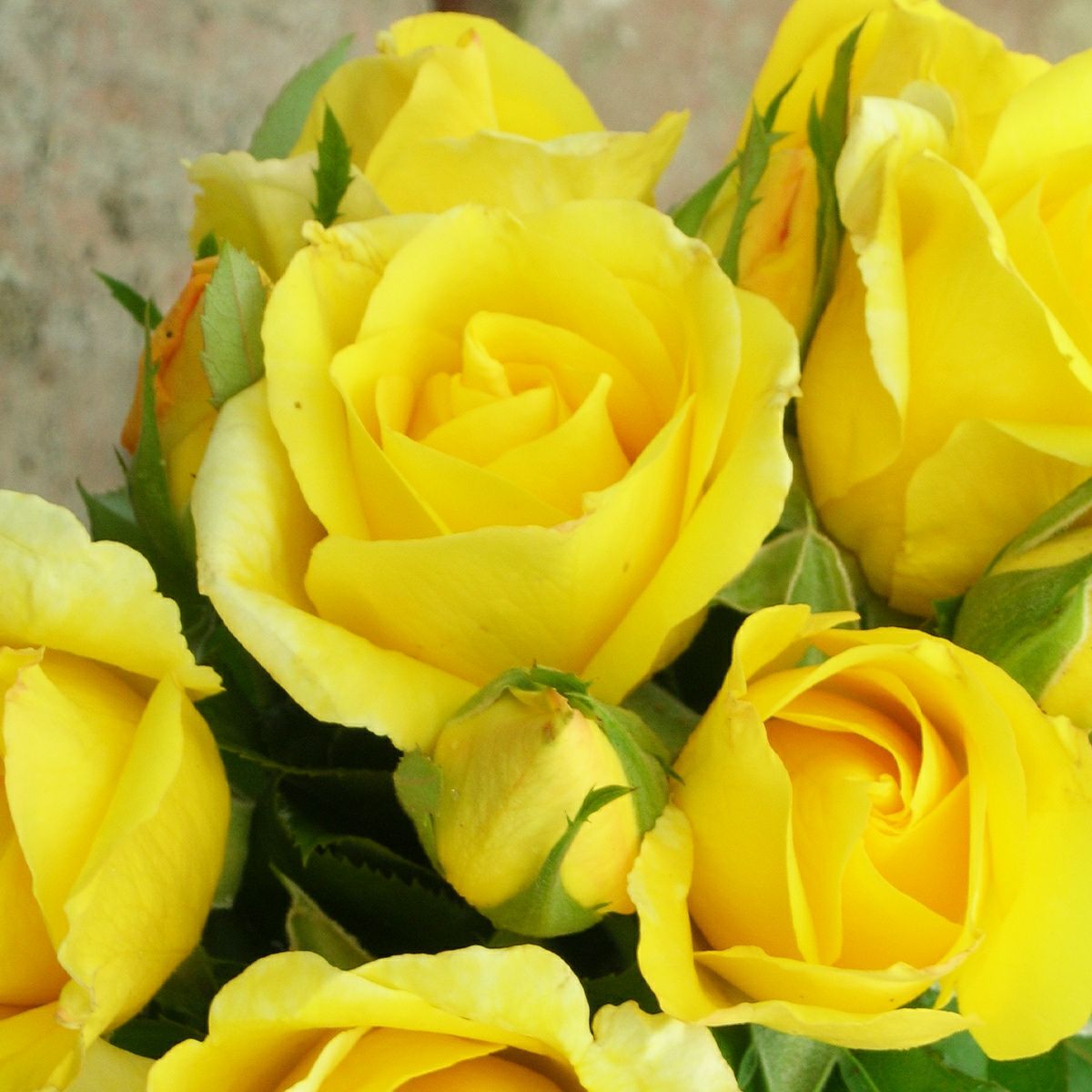 バラ 「デューン」春苗 黄色 四季咲 デルバール ブランドローズ バラ苗 薔薇 (202108)